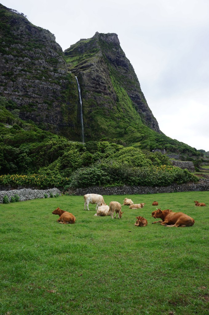 Cows Rest Near the Codfish Waterfalls